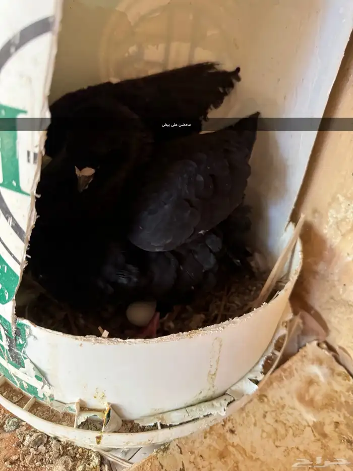 جوز مودينا بانتاجه 8