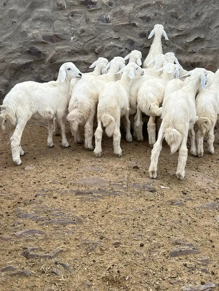 طليان 8