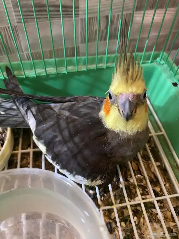 كروان كوكتيل مادري وش الي فيه نص اليف وحده من الاصبع مقطوعه 0