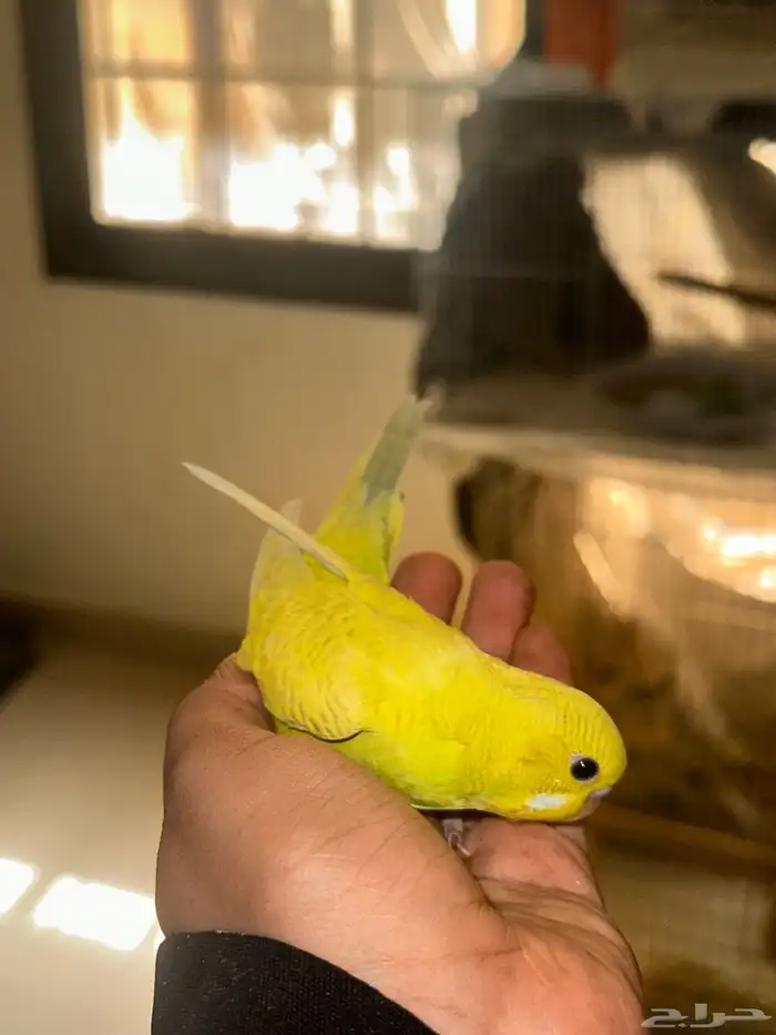 فروخ بادجي للبيع   انباعو 2