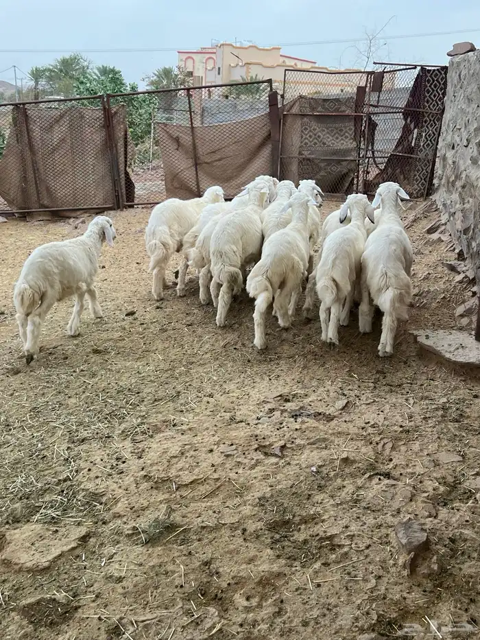 طليان 2