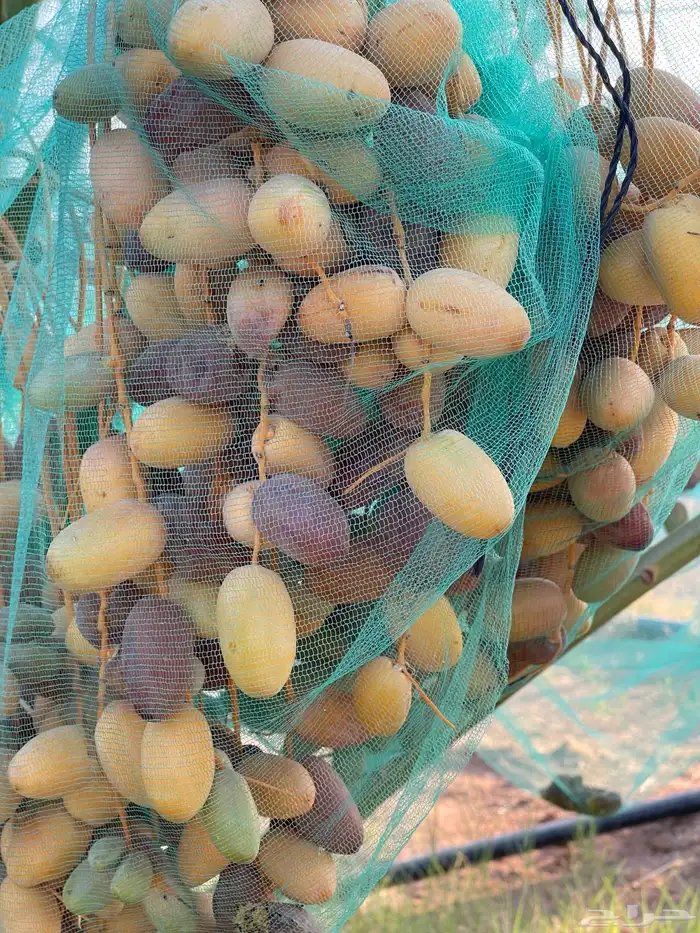 فسايل خلاص كبيره 0