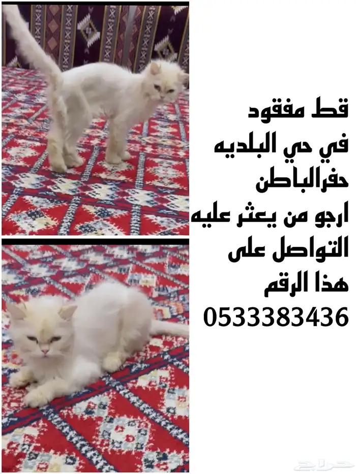 قط مفقود بحي البلديه 0