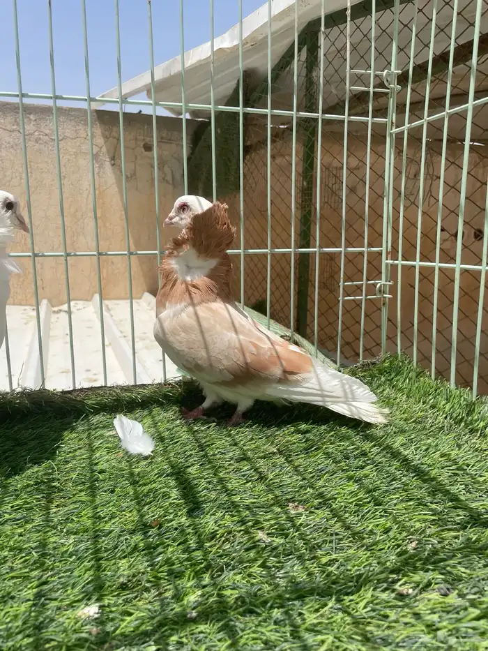 جوز 1