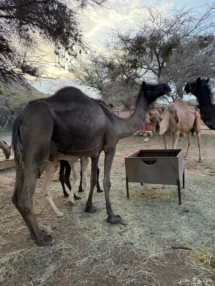 مجهم ضروبه مشروطه 1