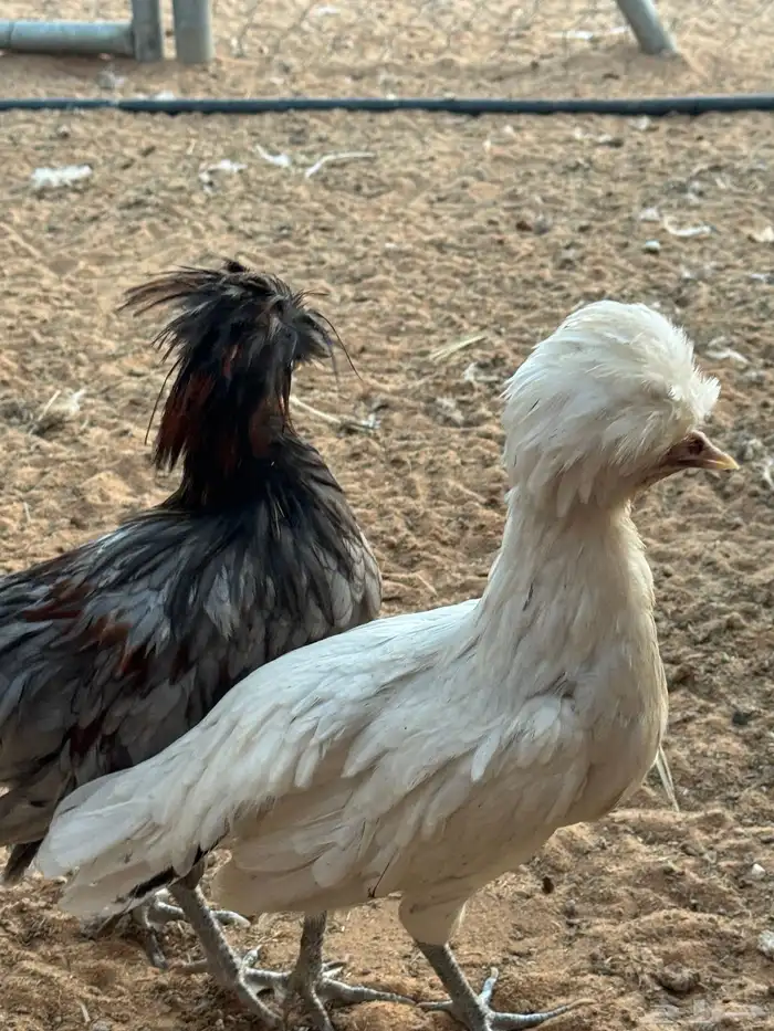 دجاج بولش فاخر 0