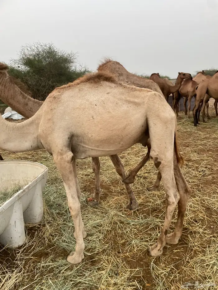 قعودين للبيع 2