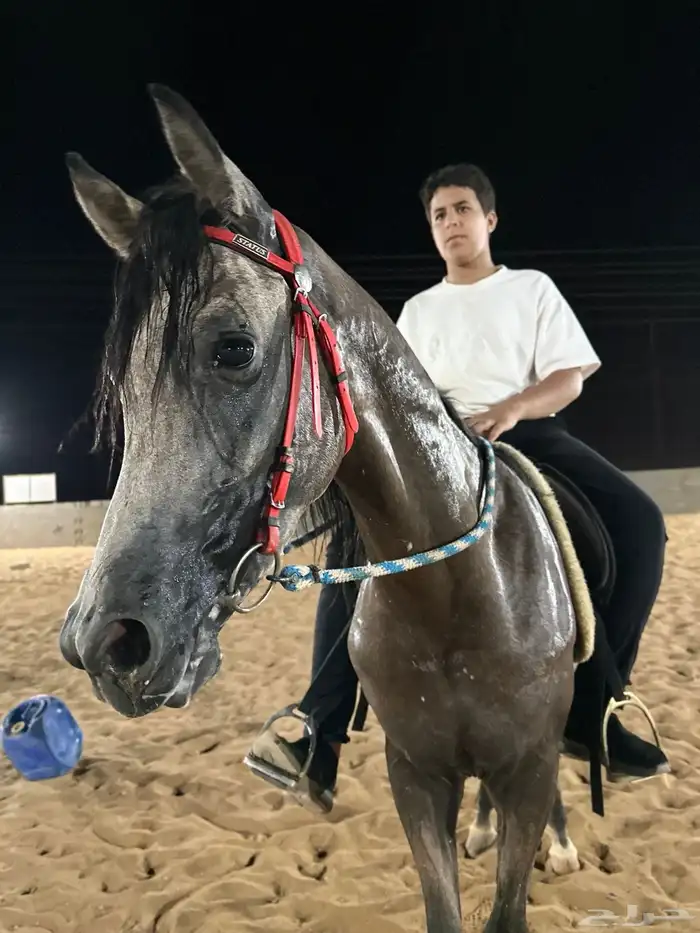 تدريب على ركوب الخيل 1