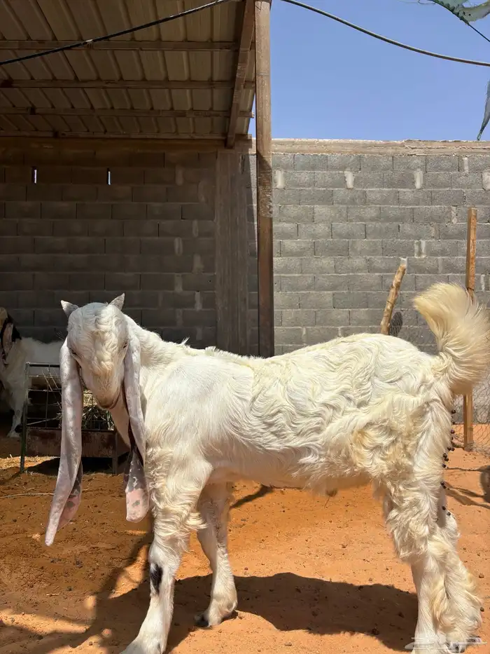 تيوس صنف مشاريع فحول 7