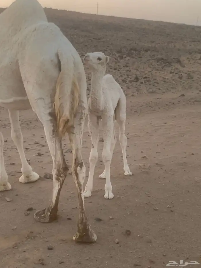 خلفه وضحا تحتها قعود على بعير منتج وهديه وشرط 4