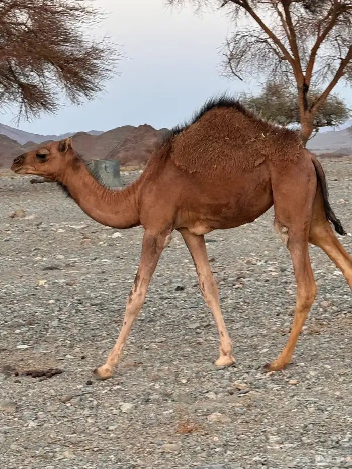 بكرتين للبيع 0