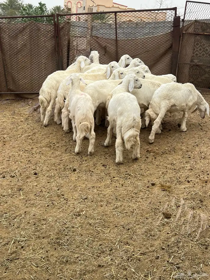 طليان 10