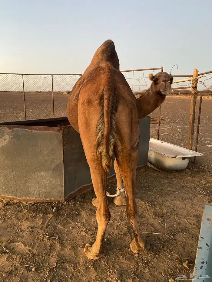 ناقه لقحا الحمراء الدهما للبيع 0