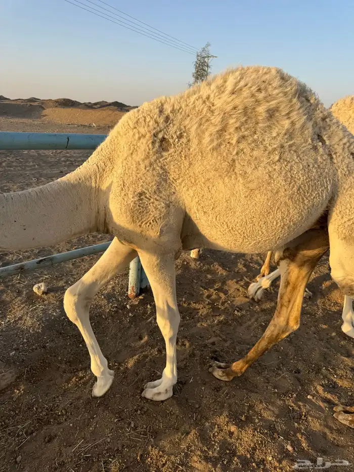 بكره طيبب 1