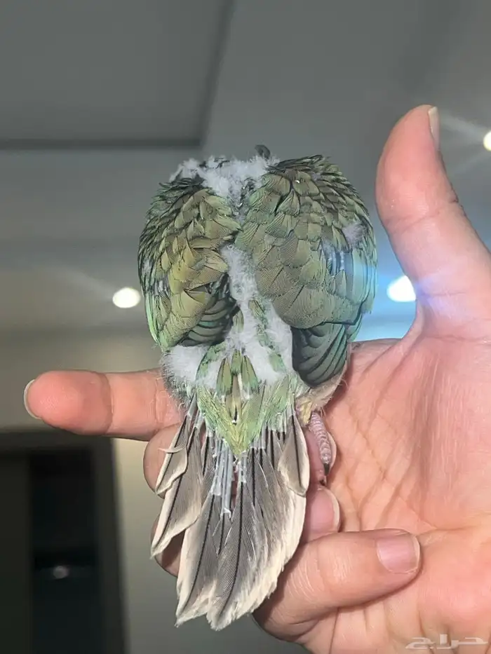 تركواز يلو سايد كنيور (انثى) 7