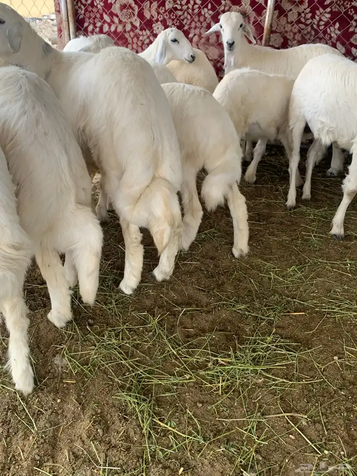 بهم خرفان ورخال 5