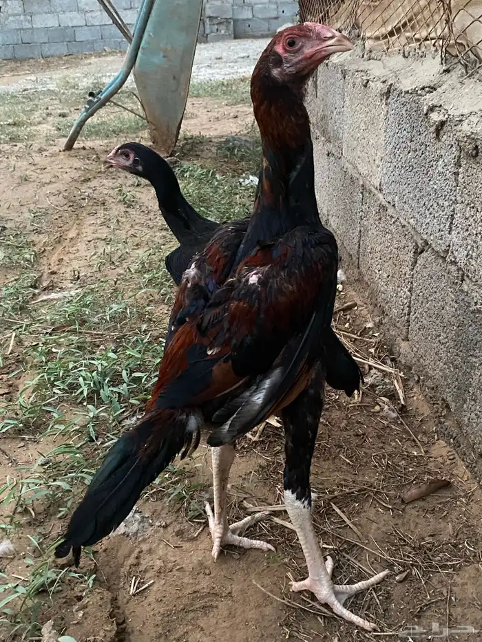 دجاج شامو الماني زوج ما شاء الله فاخر 1