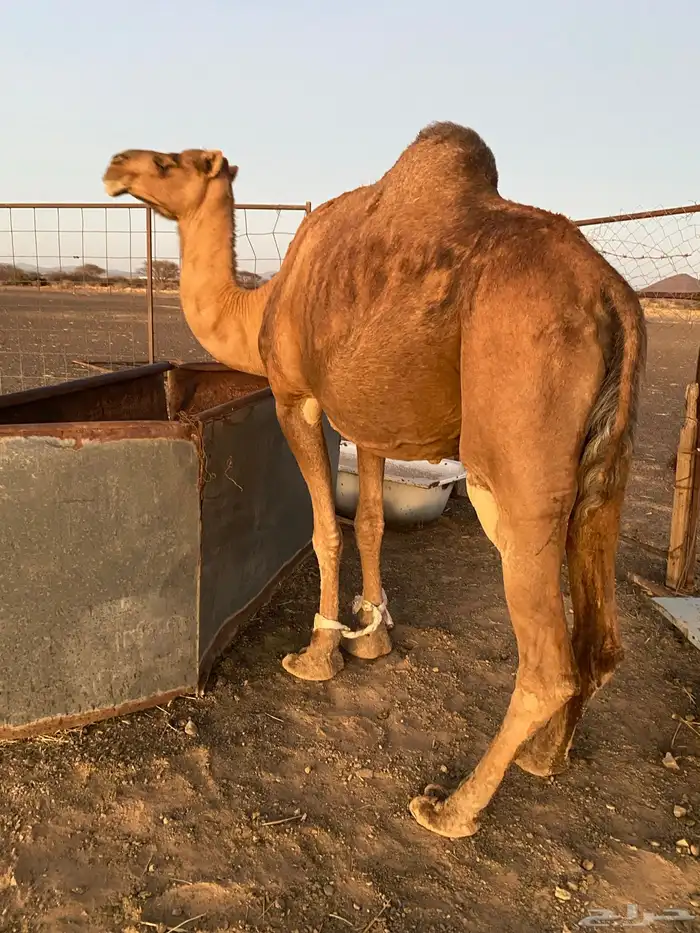ناقه لقحا الحمراء الدهما للبيع 1