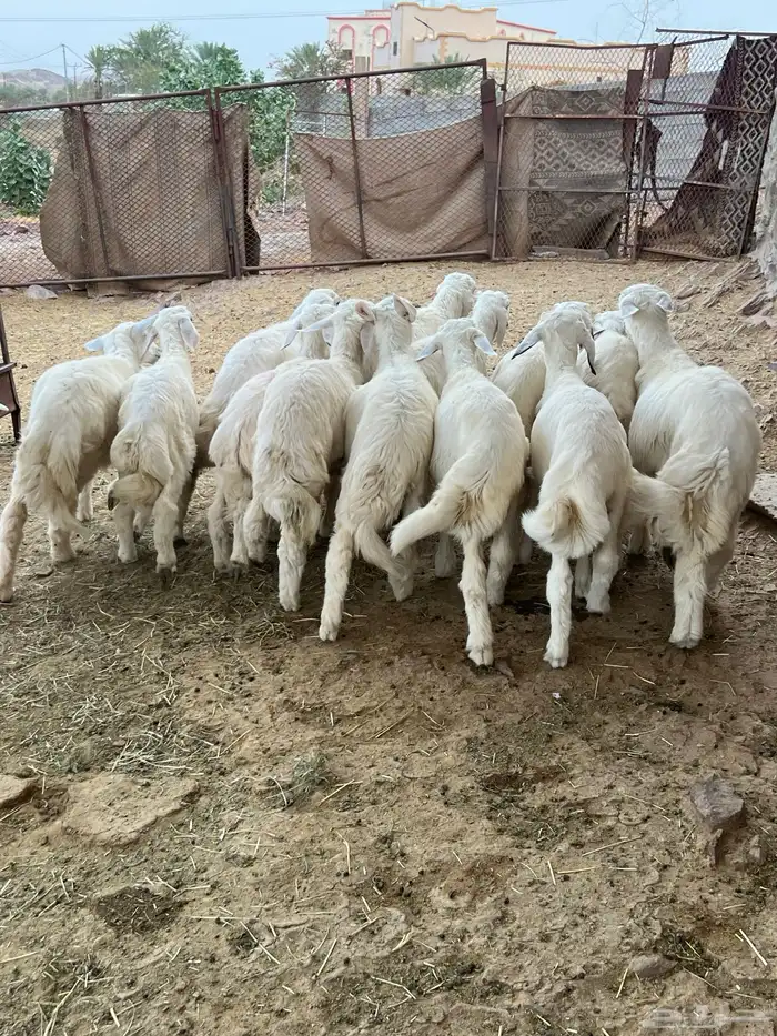 طليان 3