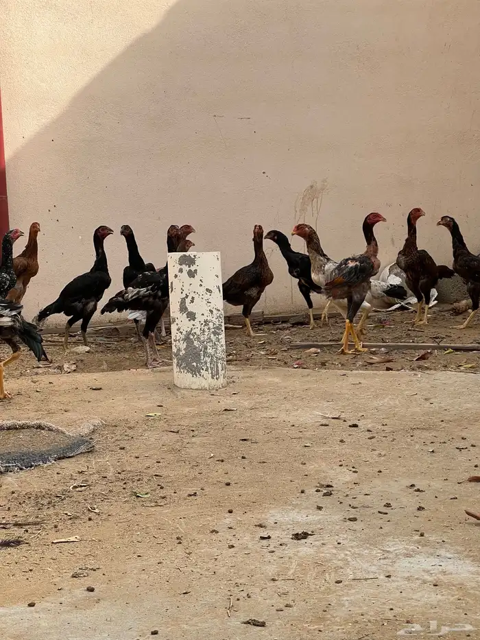 دجاج بكستاني 5