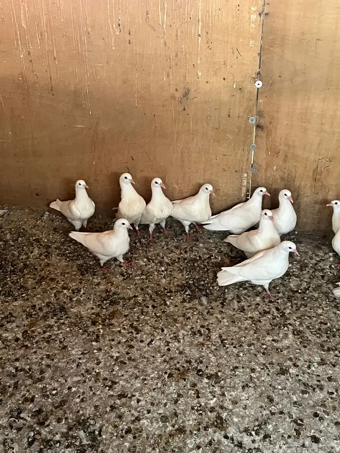 طبات فرنسي ابيض ملكي بيور 2
