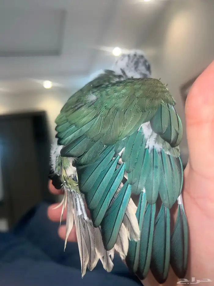 تركواز يلو سايد كنيور (انثى) 5