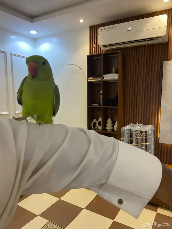 ببغاء درة الهندي 0