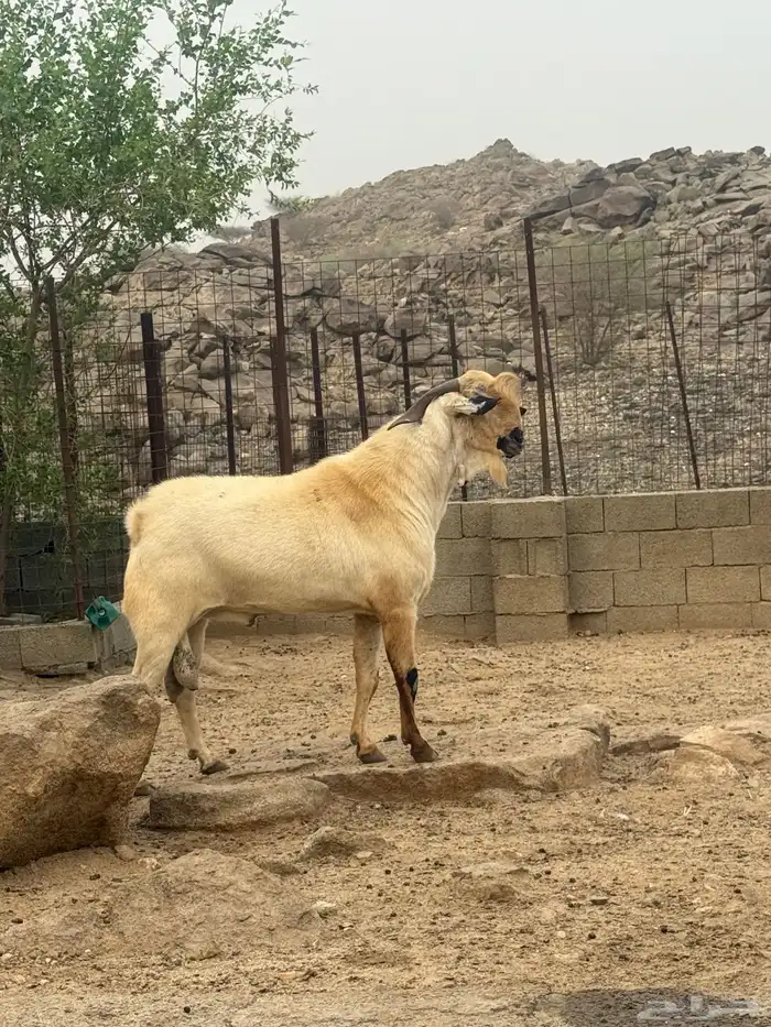 تيس بيشي صنف العمر 3 سنوات حار جدا في الضراب والكتاب واضح م 3