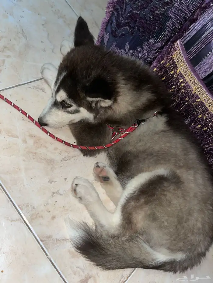 جرو للبيع عمر شهر انثى 5