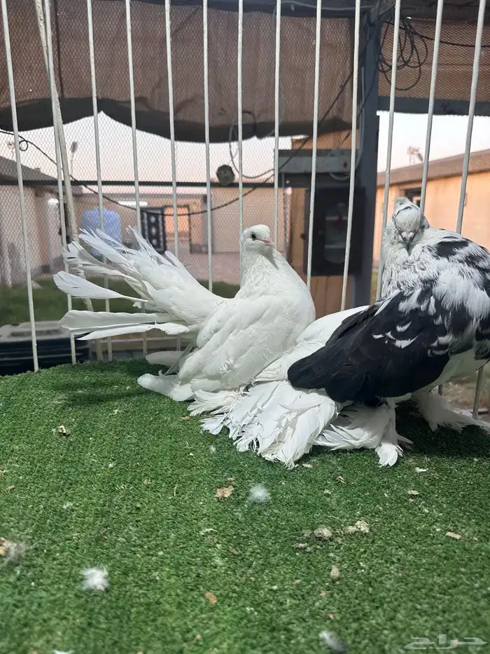 للبيع جوز منتج رقصي 2
