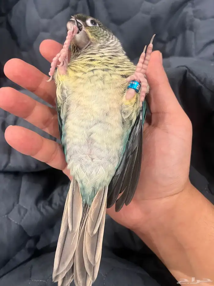 تركواز يلو سايد كنيور (انثى) 1