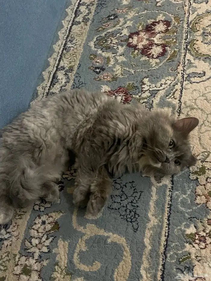 قطه للتبني 0