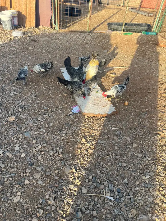 دجاج للبيع 0