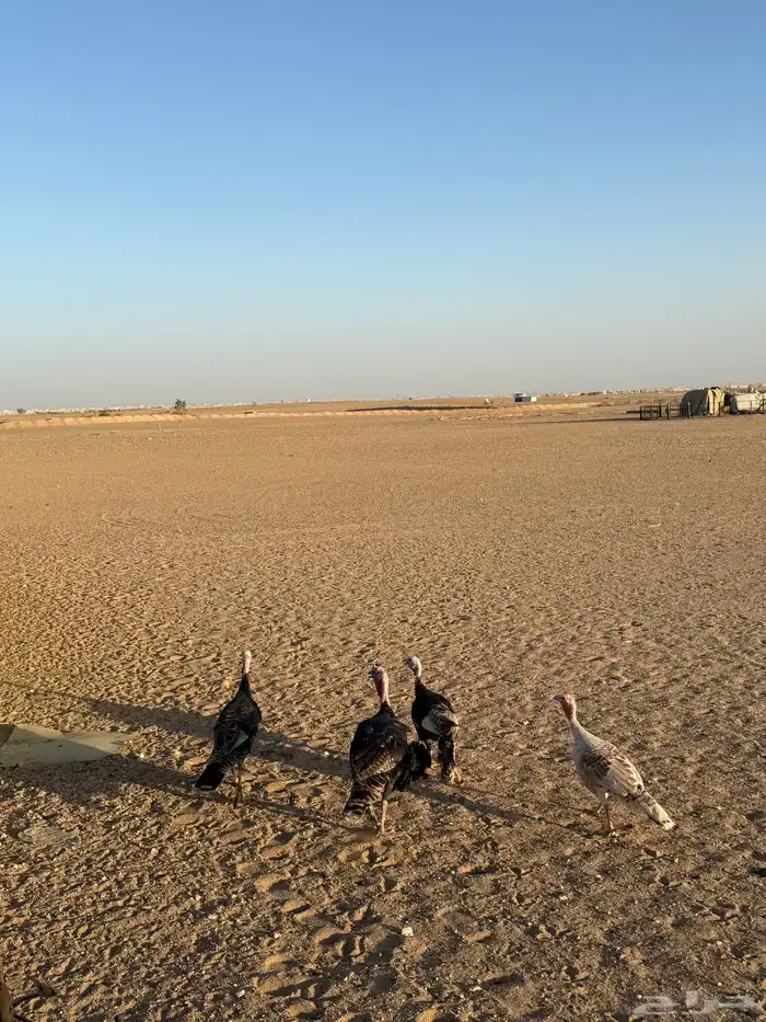 دجاج رومي 0