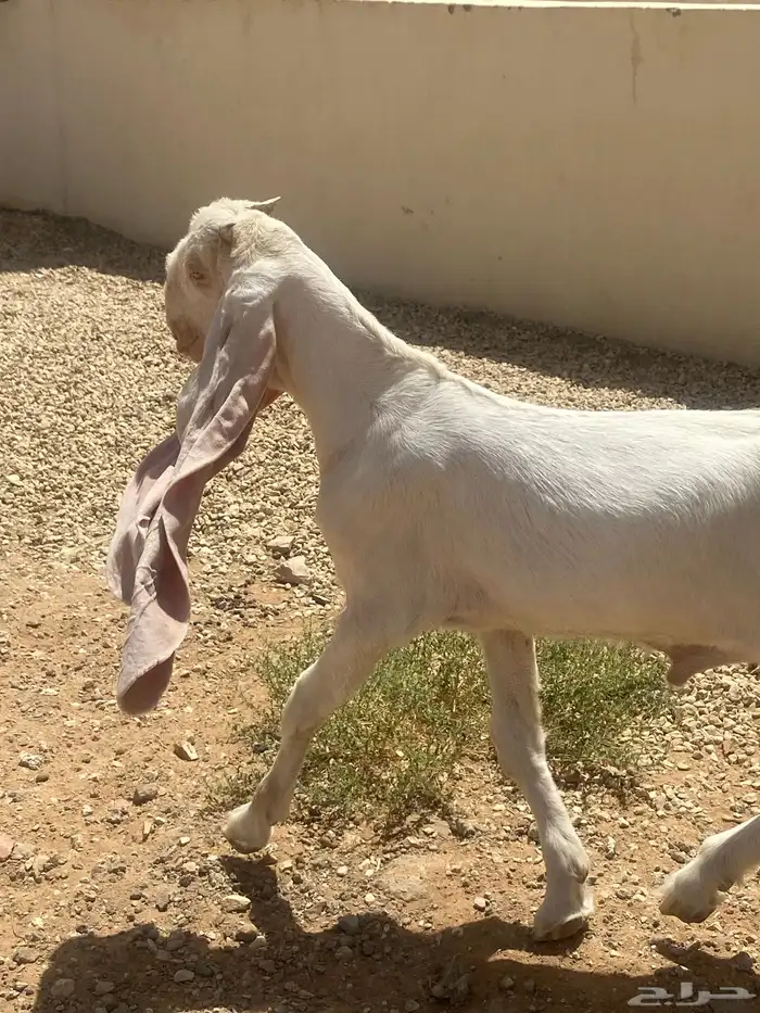 للبيع تيس طيب جدا 1