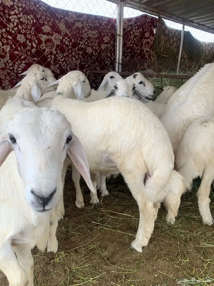 بهم خرفان ورخال 2