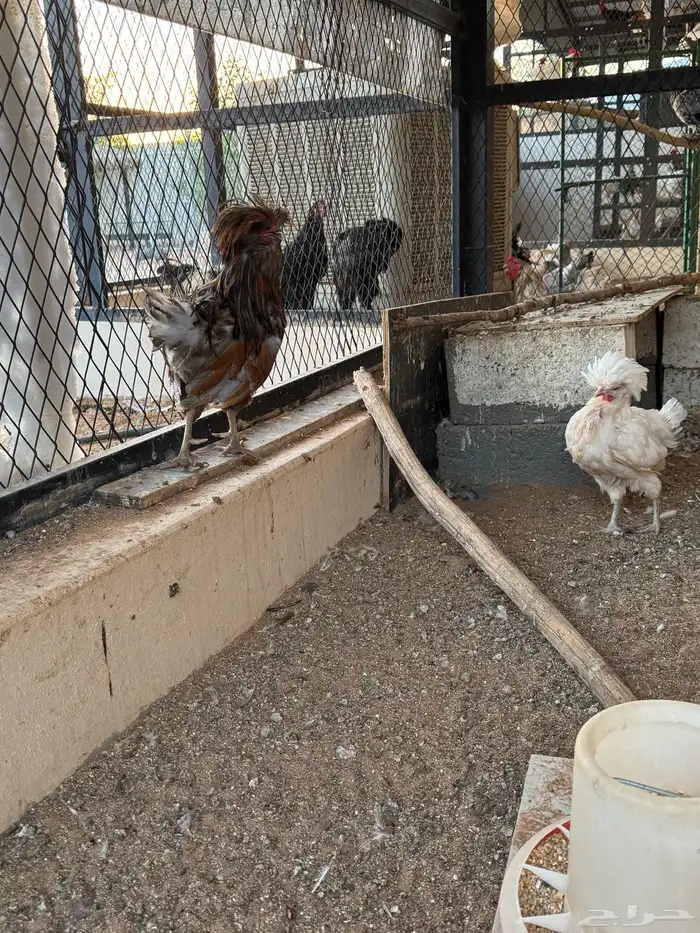 دجاج بولش فاخر 7
