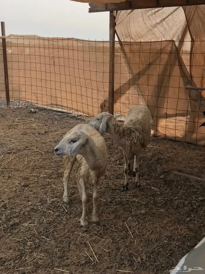 ضان ثنيه للبيع تم البيع 2