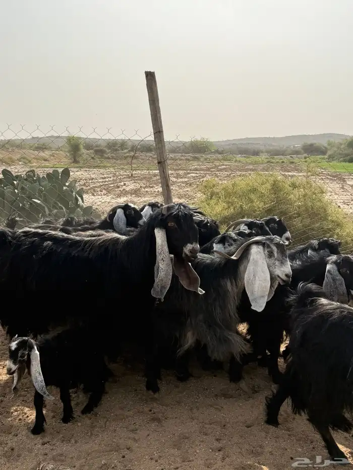 معزاء عوارض 4