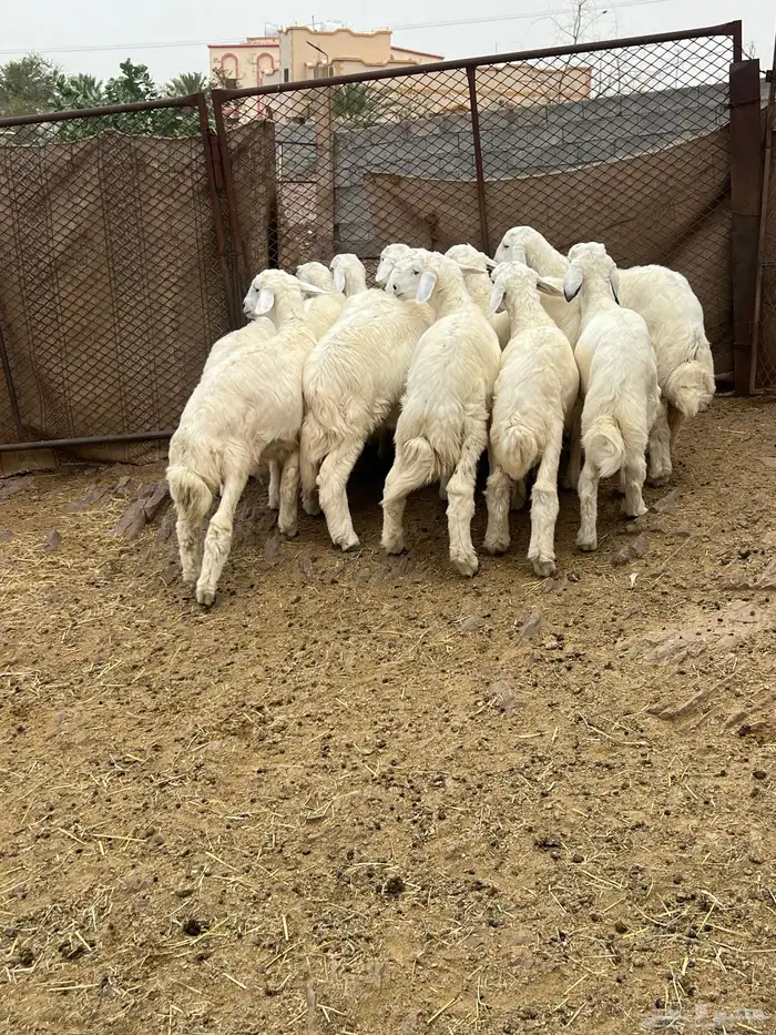طليان 12