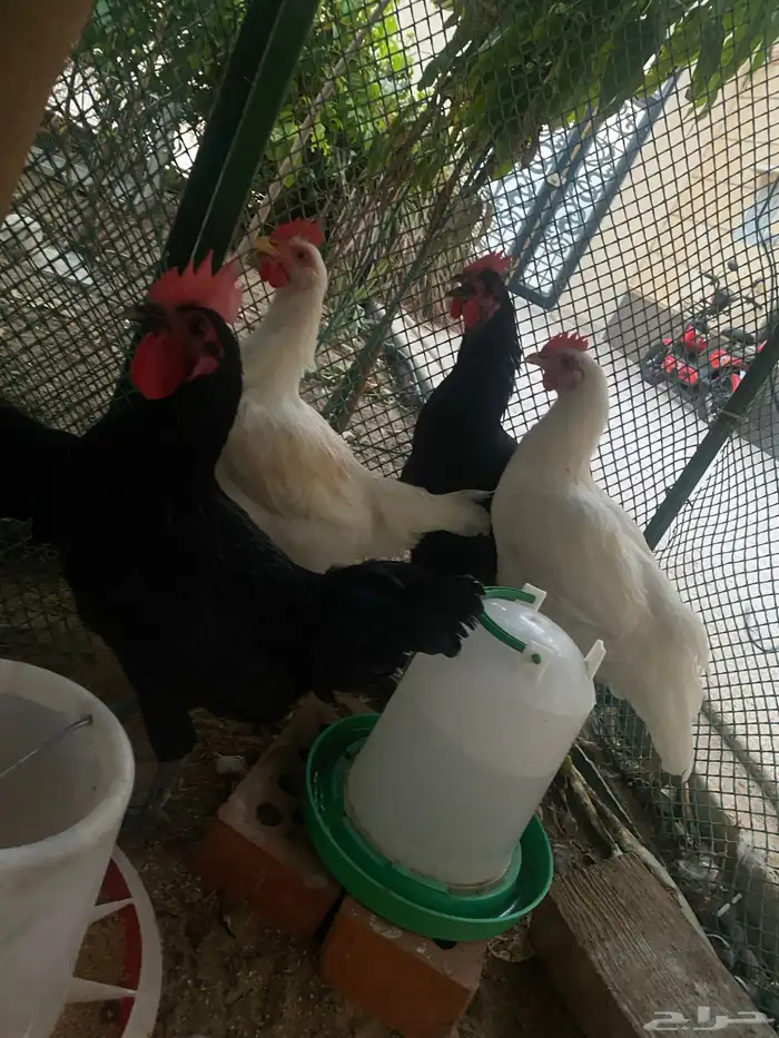 ديكين لوهمان 2