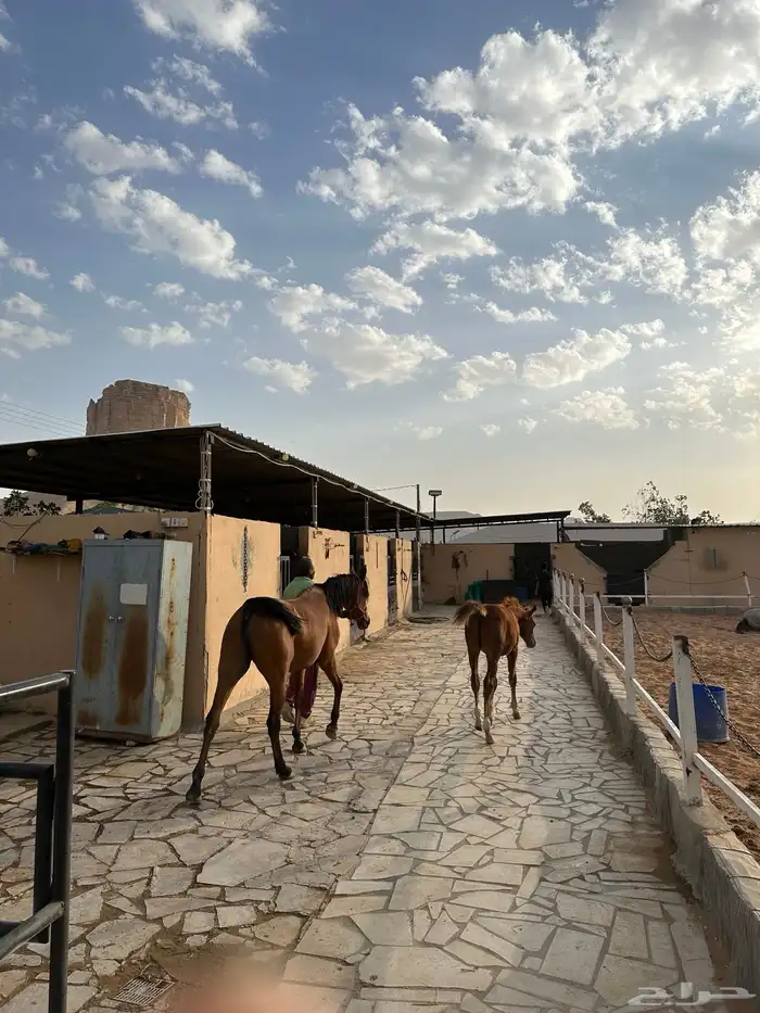 أيواء خيل مربط واسطبل د رة نساح للخيل العربيه 7
