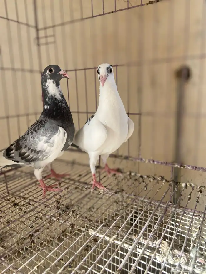 للبيع طبه زاجل سباق 1