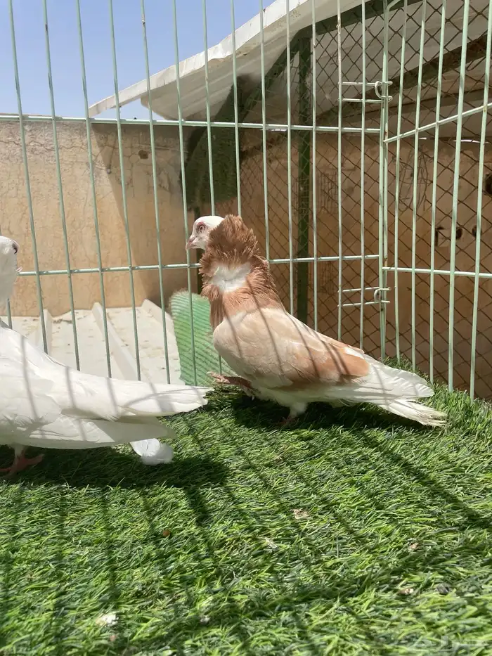 جوز 4