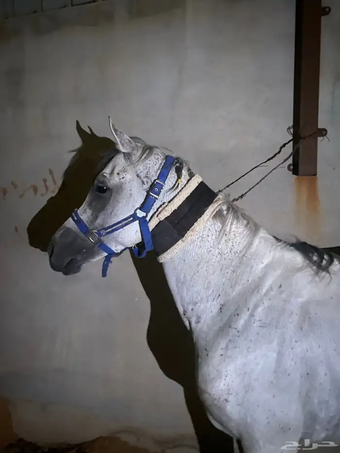 خيل اصفر حار 2