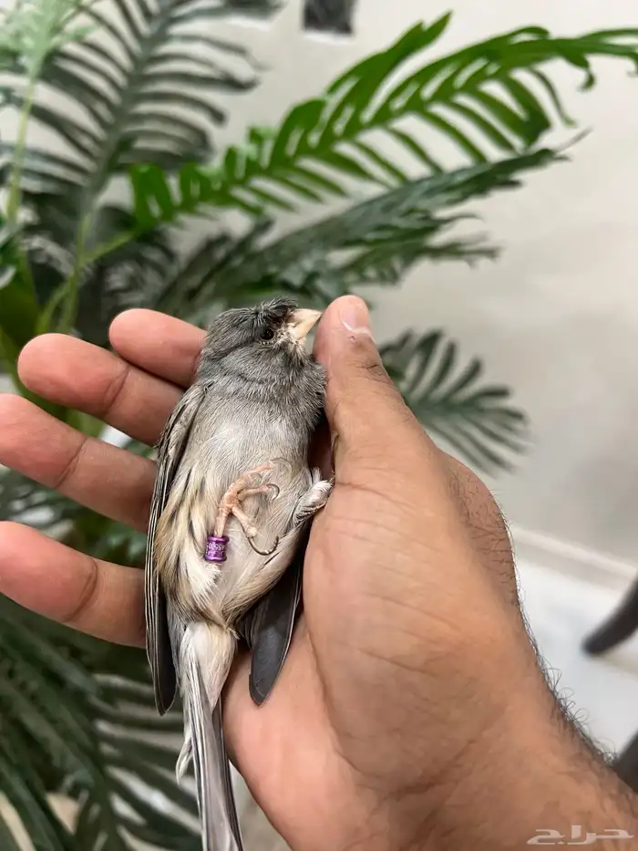 للبيع ذكر كناري كرس تغريد 1