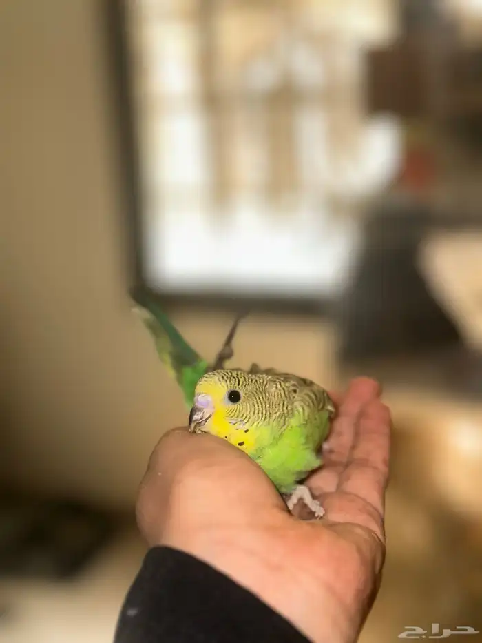 فروخ بادجي للبيع   انباعو 1