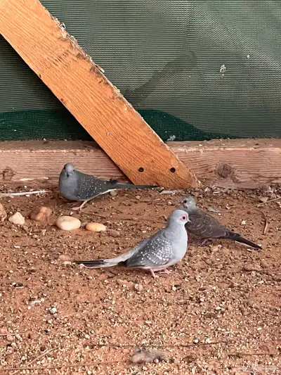 حمام ماسي 0