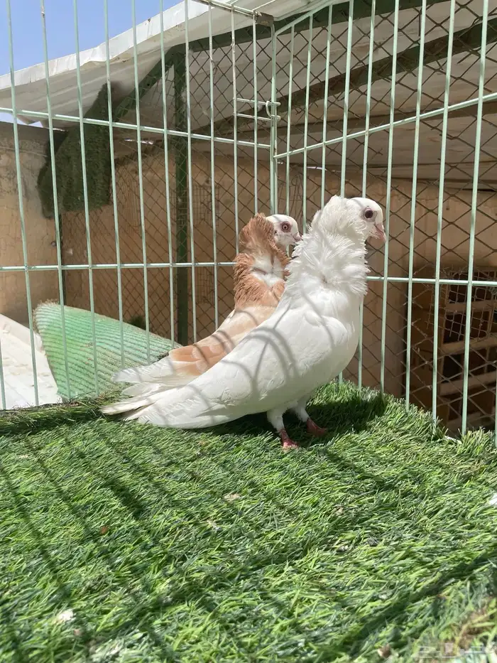 جوز 0