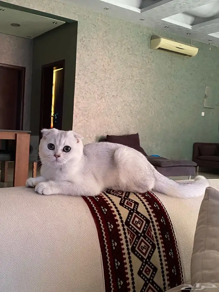 ذكر سكوتش فولد مستوى عالي بسعر مميز 1